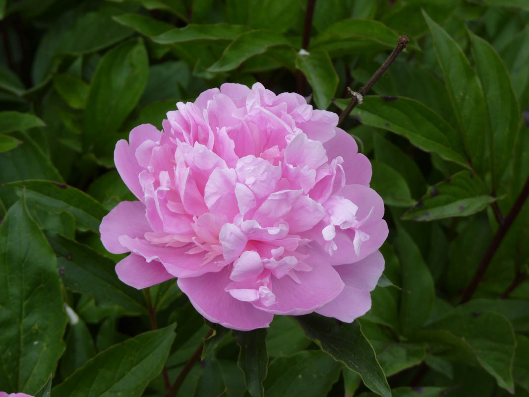 Paeonia sp3 photo